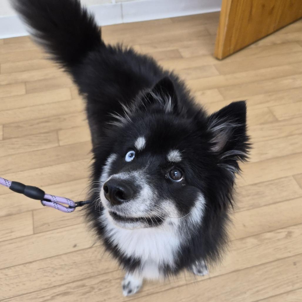 Joanie, a Adoptable mixed breed in Woodstock, IL image 2/6