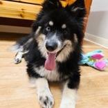 Joanie, a Adoptable mixed breed in Woodstock, IL image 3/6