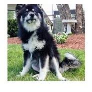 Joanie, a Adoptable mixed breed in Woodstock, IL image 4/6