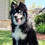 Joanie, a Adoptable mixed breed in Woodstock, IL image 6/6