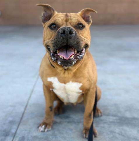 CHILI, Adoptable, Adult Male American Staffordshire Terrier.