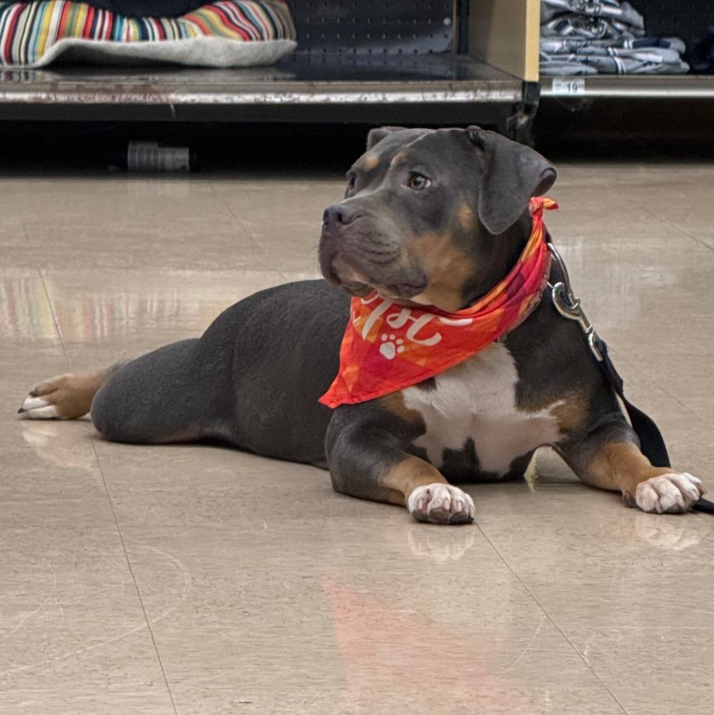 Bella, Adoptable, Adult Female Pit Bull Terrier & Mixed Breed.