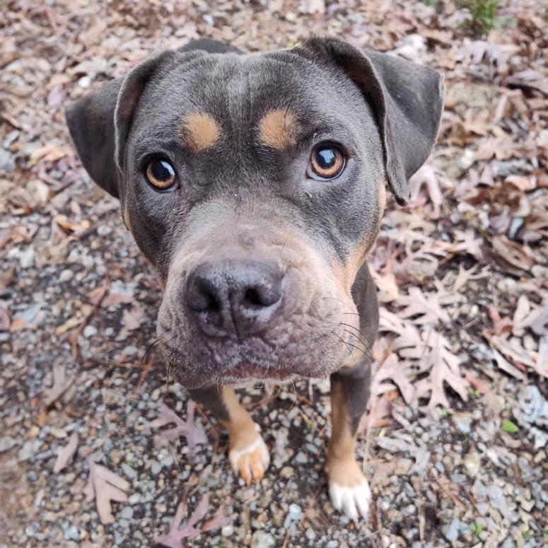 Bella, Adoptable, Adult Female Pit Bull Terrier & Mixed Breed.