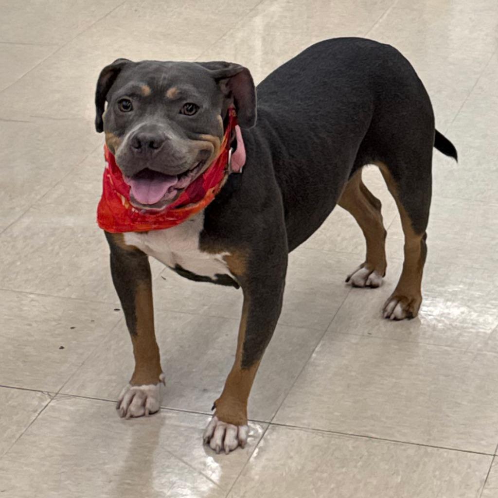 Bella, a Adoptable mixed breed in Little Rock, AR image 3/6