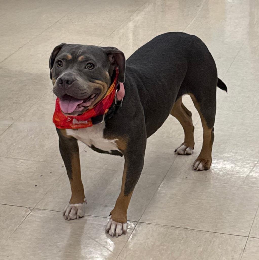 Bella, a Adoptable mixed breed in Little Rock, AR image 4/6