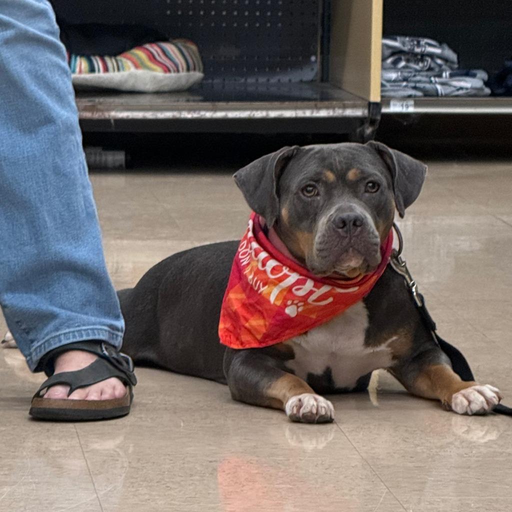 Bella, a Adoptable mixed breed in Little Rock, AR image 5/6