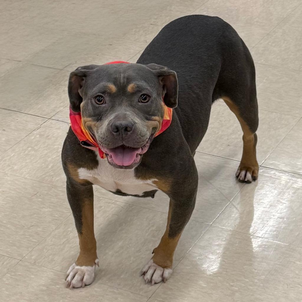 Bella, a Adoptable mixed breed in Little Rock, AR image 6/6