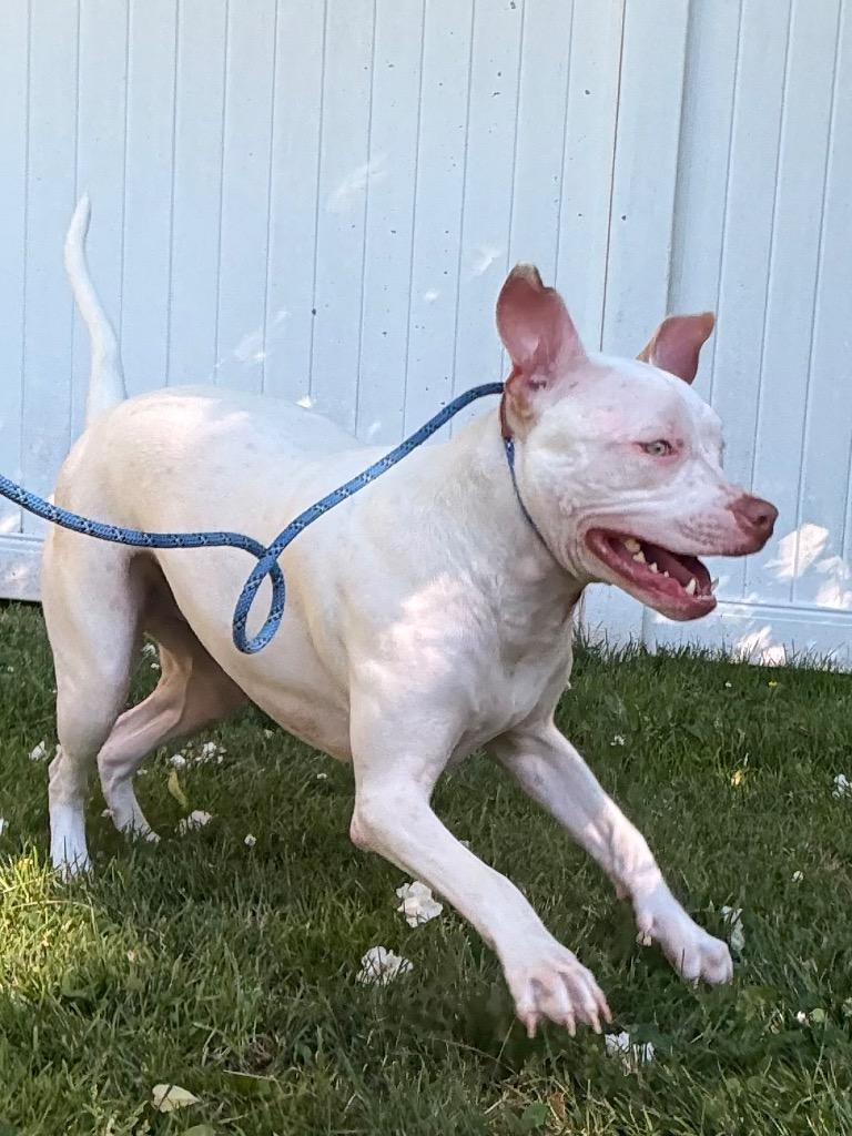 Moo, Adoptable, Young Male Hound & Mixed Breed.