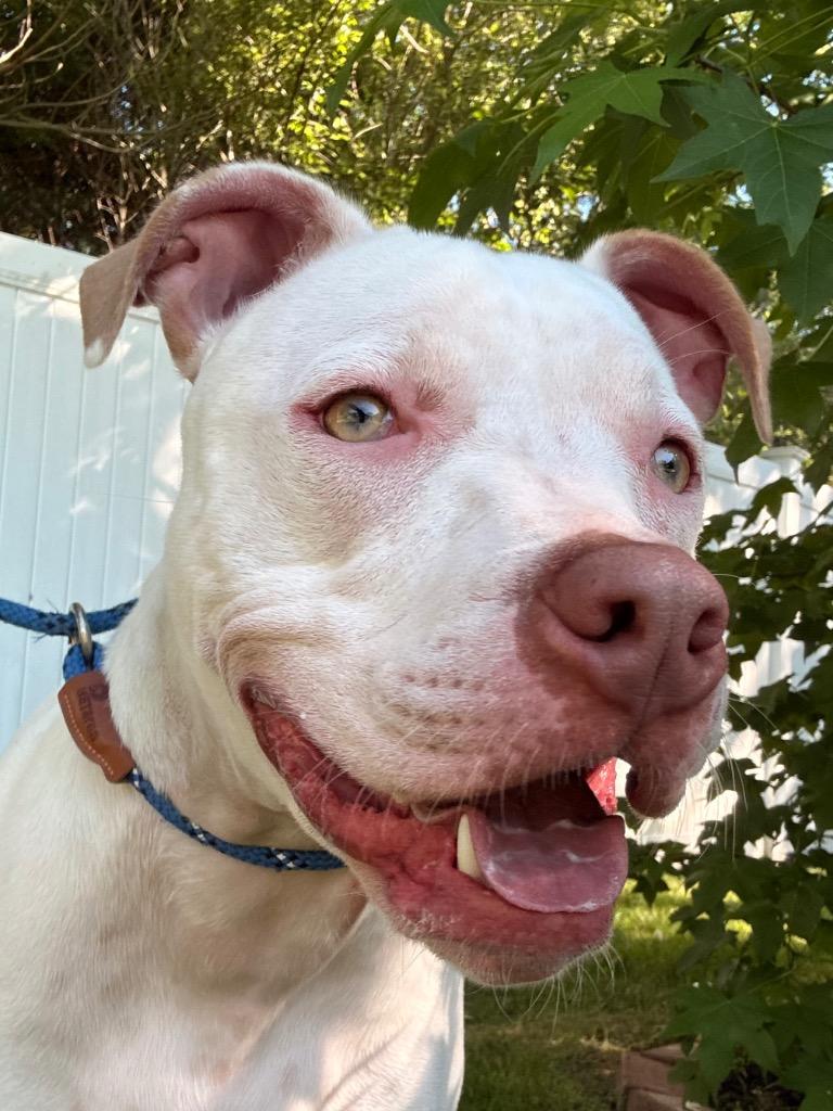Moo, a Adoptable mixed breed in Fall River, MA image 2/6