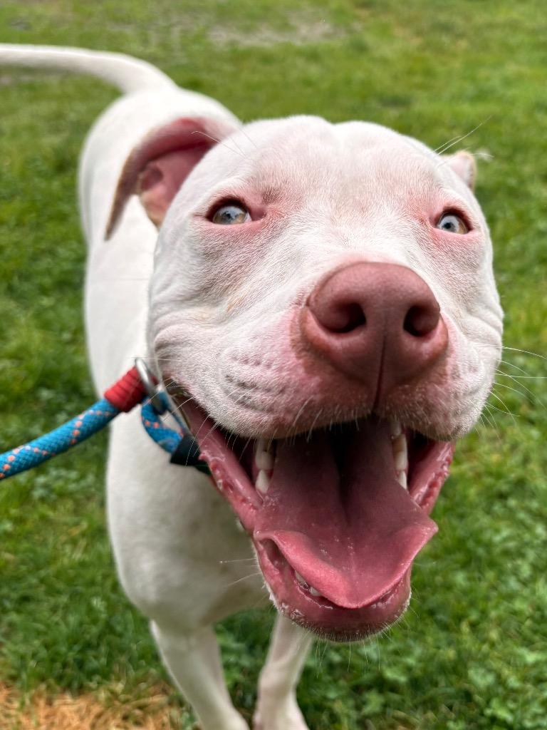 Moo, a Adoptable mixed breed in Fall River, MA image 3/6