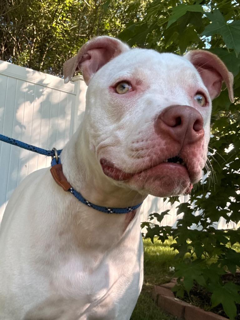 Moo, a Adoptable mixed breed in Fall River, MA image 4/6