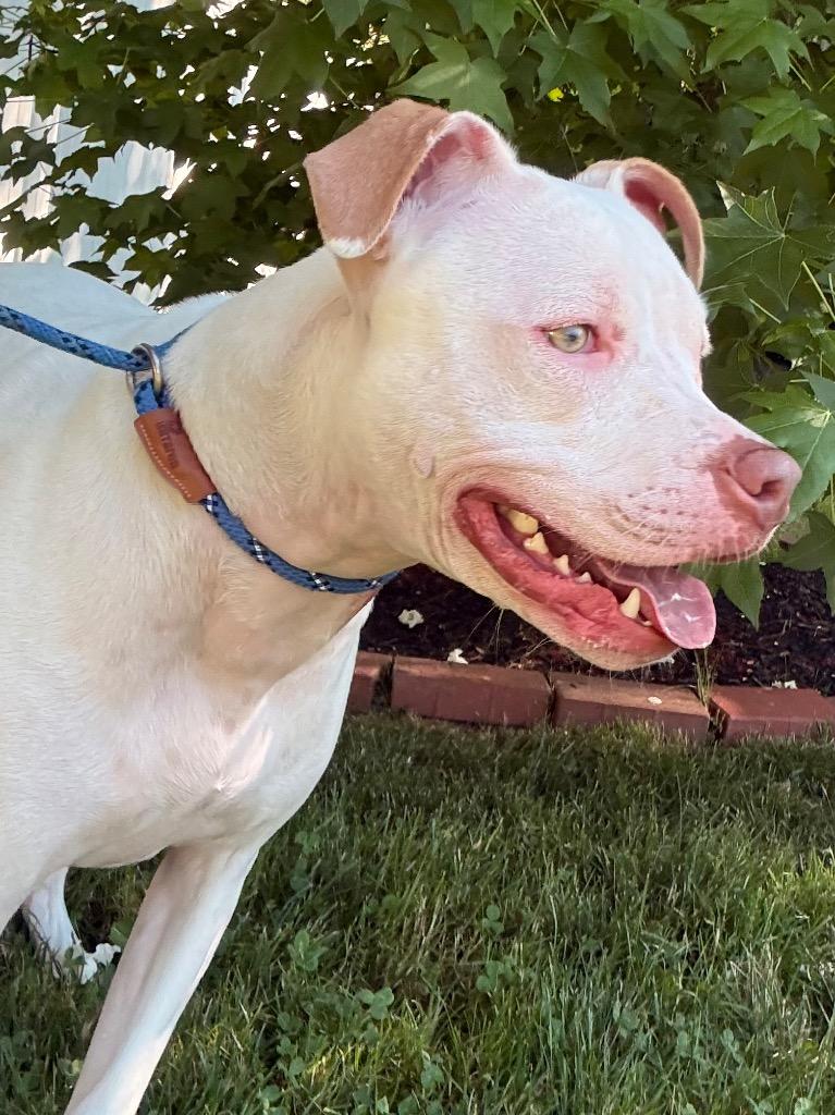 Moo, a Adoptable mixed breed in Fall River, MA image 5/6