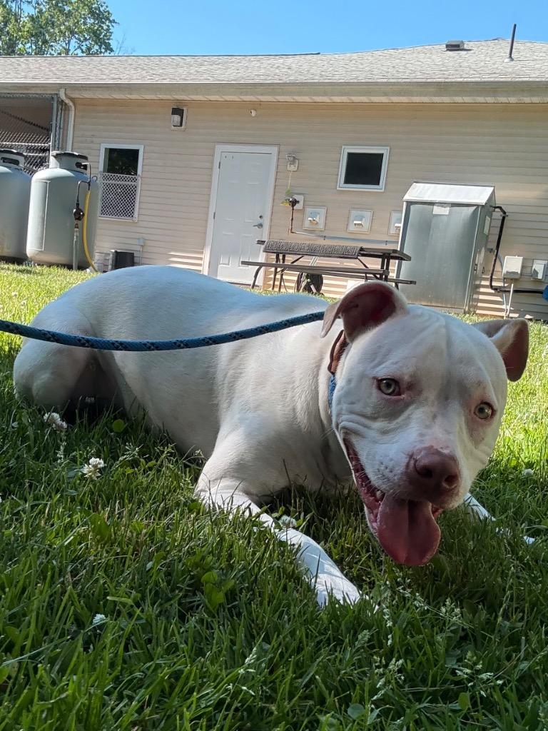 Moo, a Adoptable mixed breed in Fall River, MA image 6/6