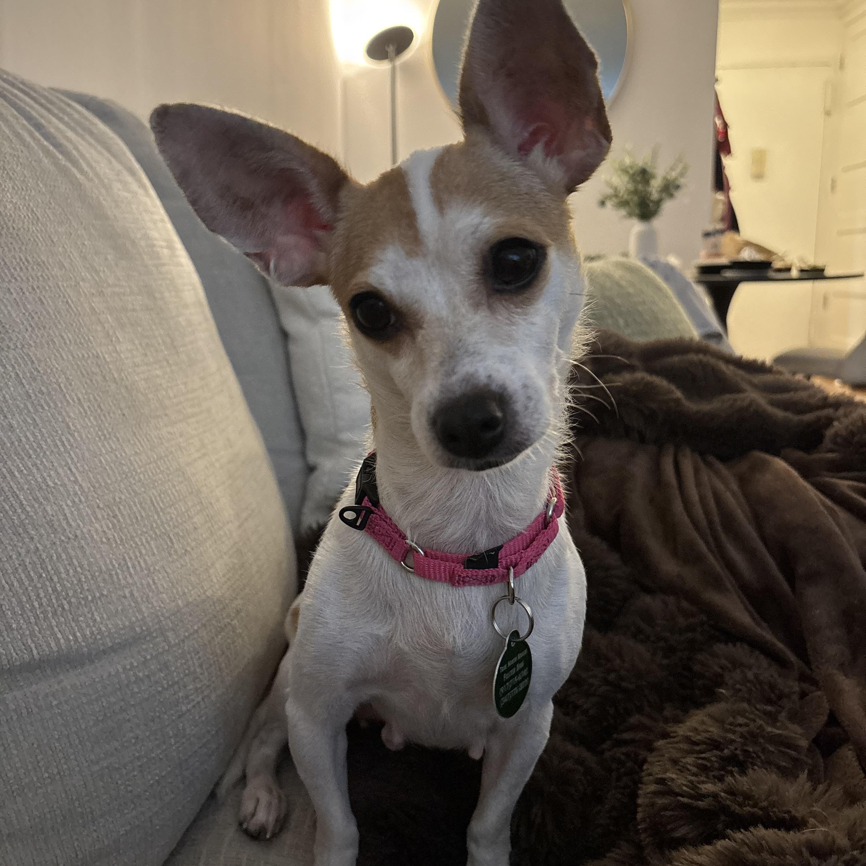 Winnie, ADOPTABLE, Adult • Female, Chihuahua.