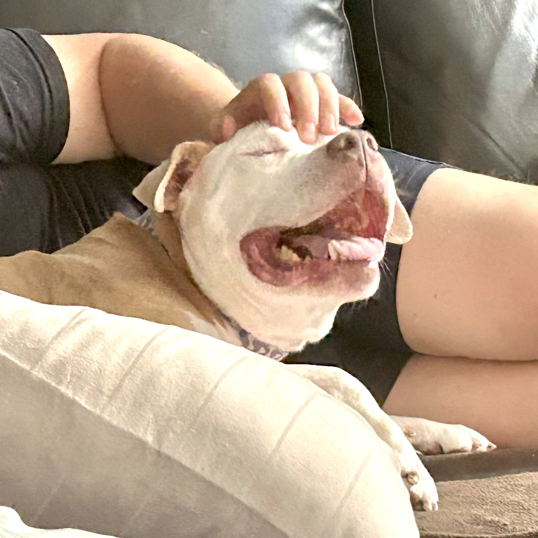 Sully, a Adoptable Pit Bull Terrier in Chicago, IL image 1/6