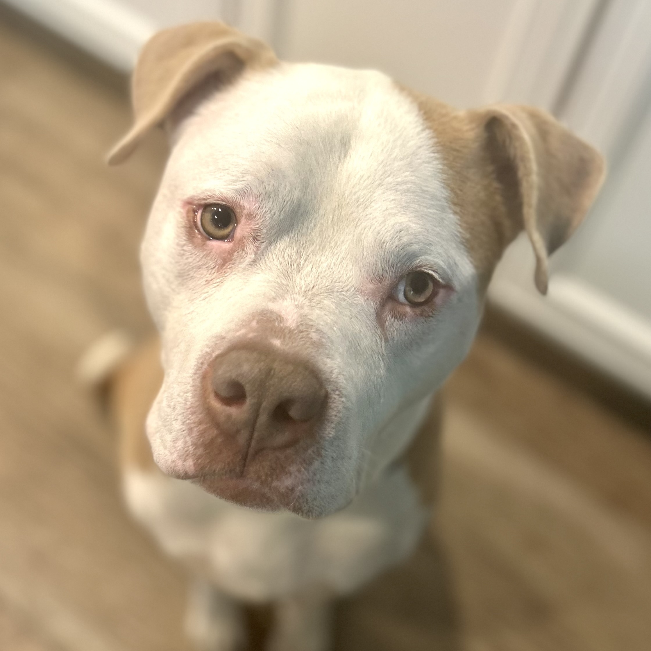 Sully, a Adoptable Pit Bull Terrier in Chicago, IL image 2/6