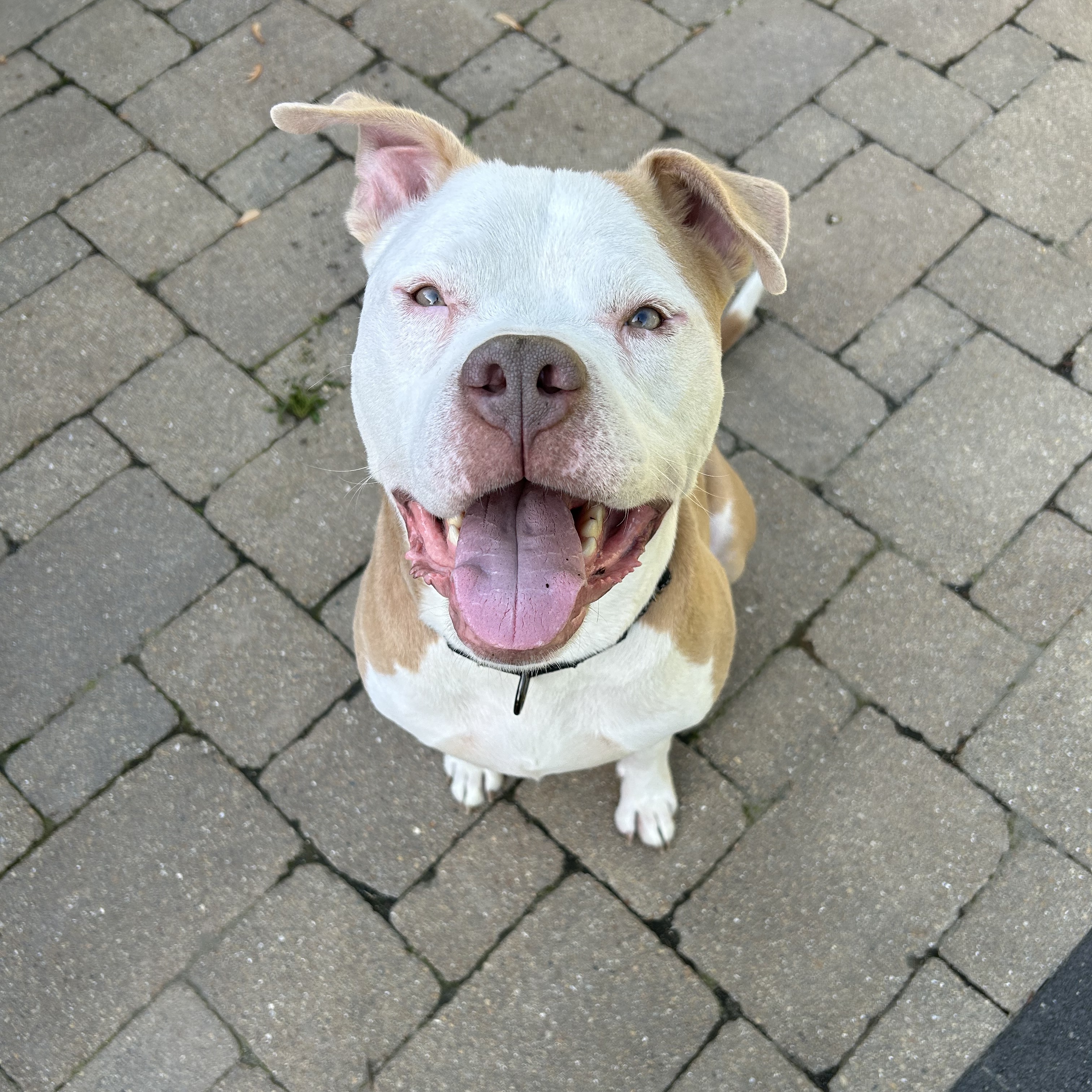 Sully, a Adoptable Pit Bull Terrier in Chicago, IL image 4/6