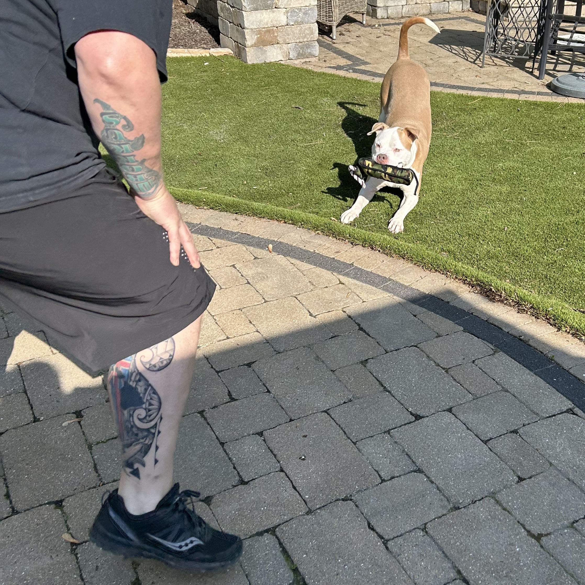 Sully, a Adoptable Pit Bull Terrier in Chicago, IL image 3/6