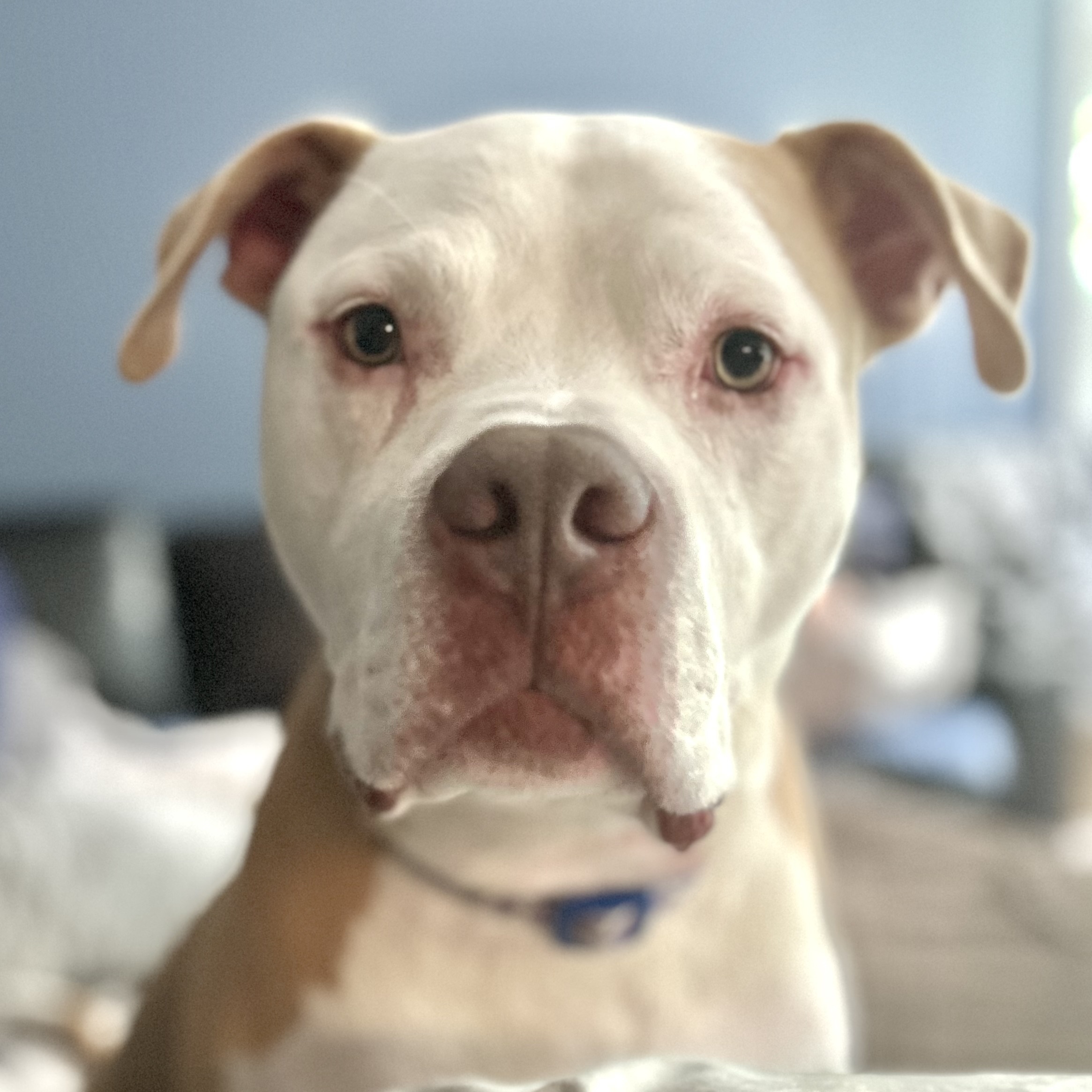 Sully, a Adoptable Pit Bull Terrier in Chicago, IL image 5/6