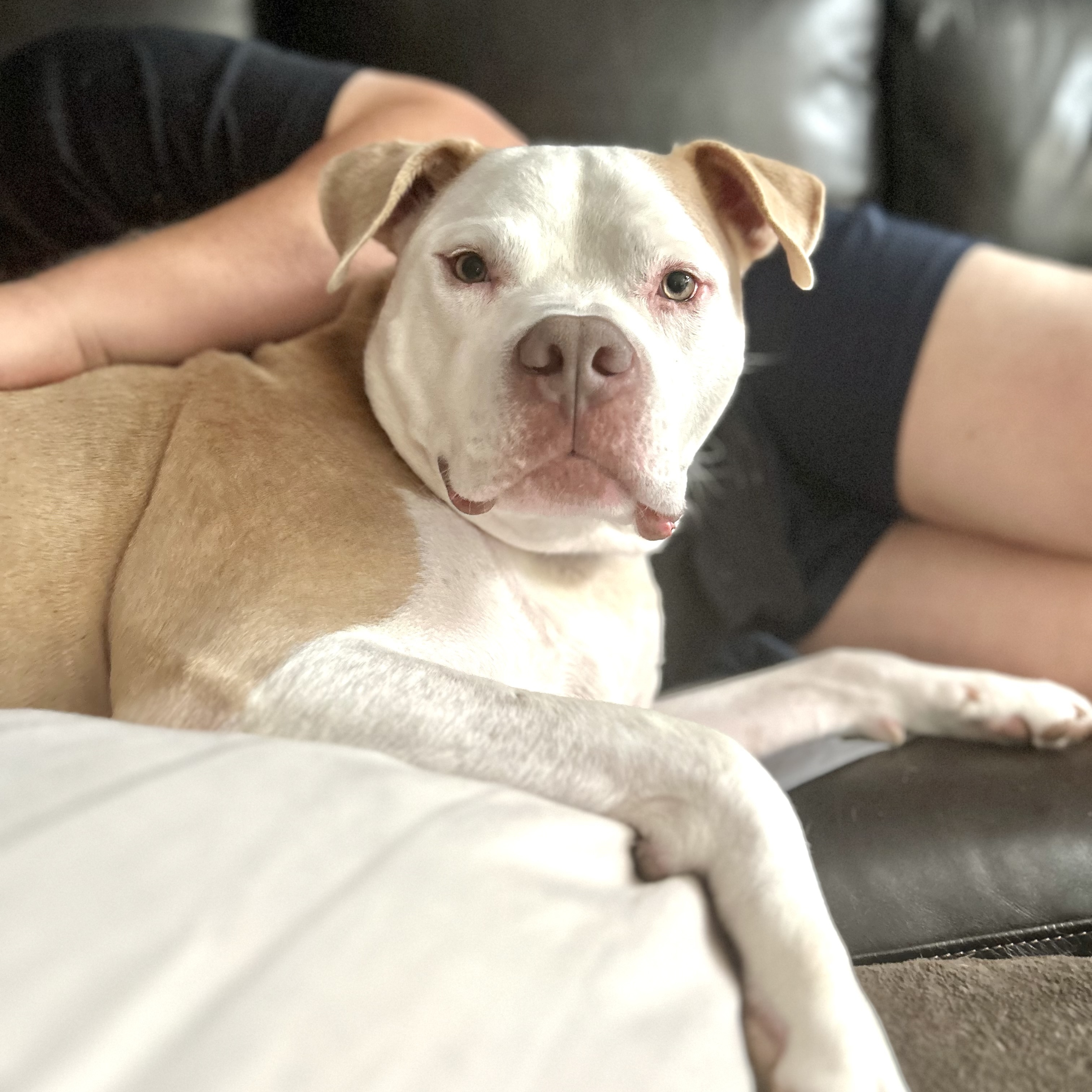 Sully, a Adoptable Pit Bull Terrier in Chicago, IL image 6/6