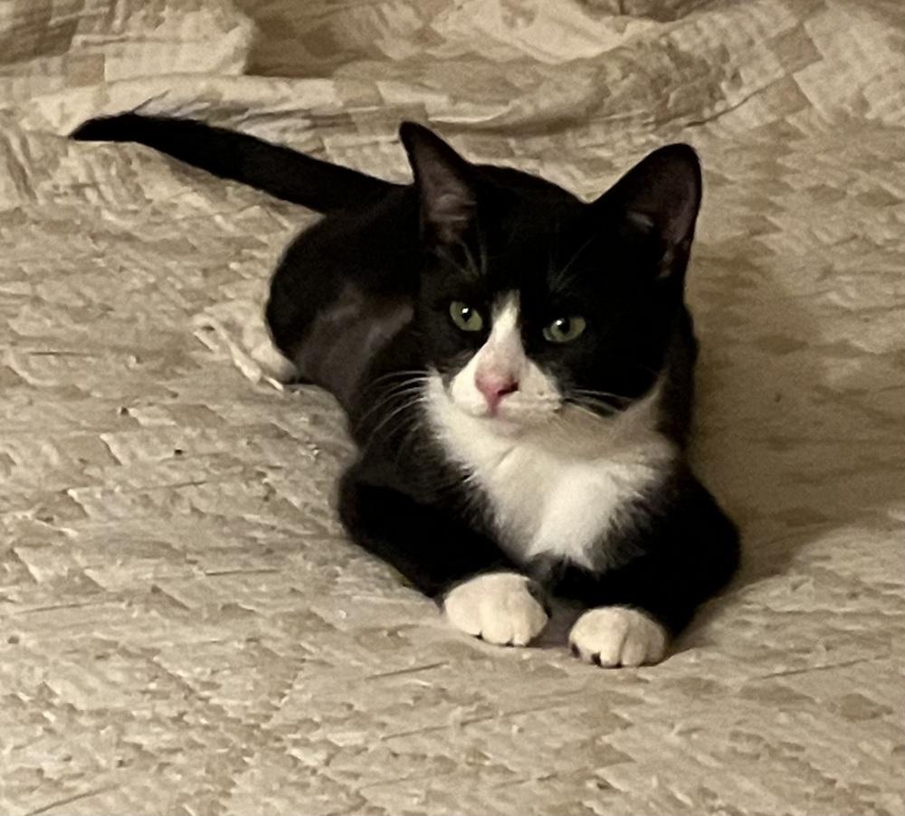 Enlarge Sugar - RP, a Adoptable Domestic Short Hair in Greenville, SC image 1/2