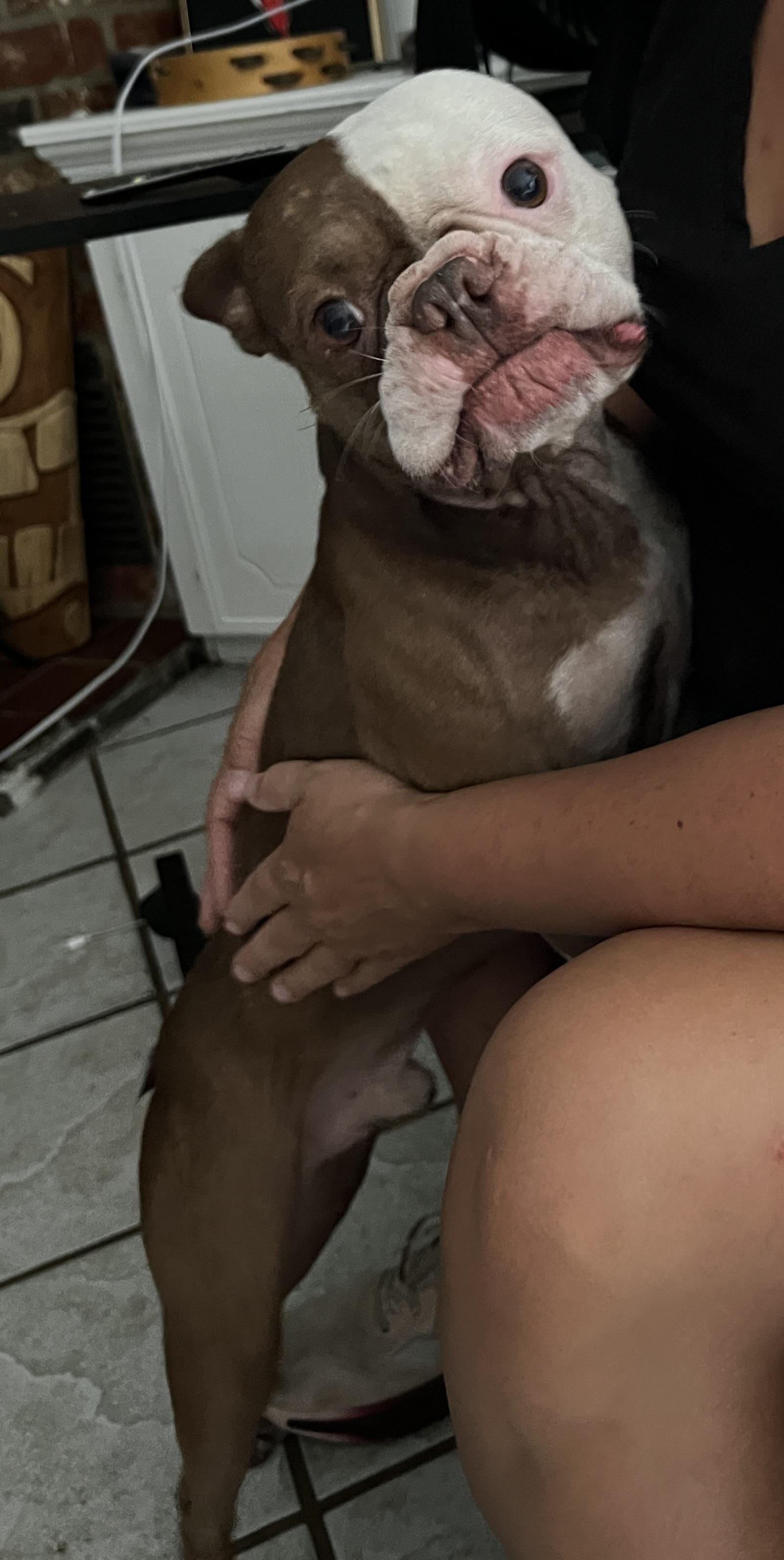 Enlarge Chewy, a Adopted mixed breed in Magnolia, TX image 4/4
