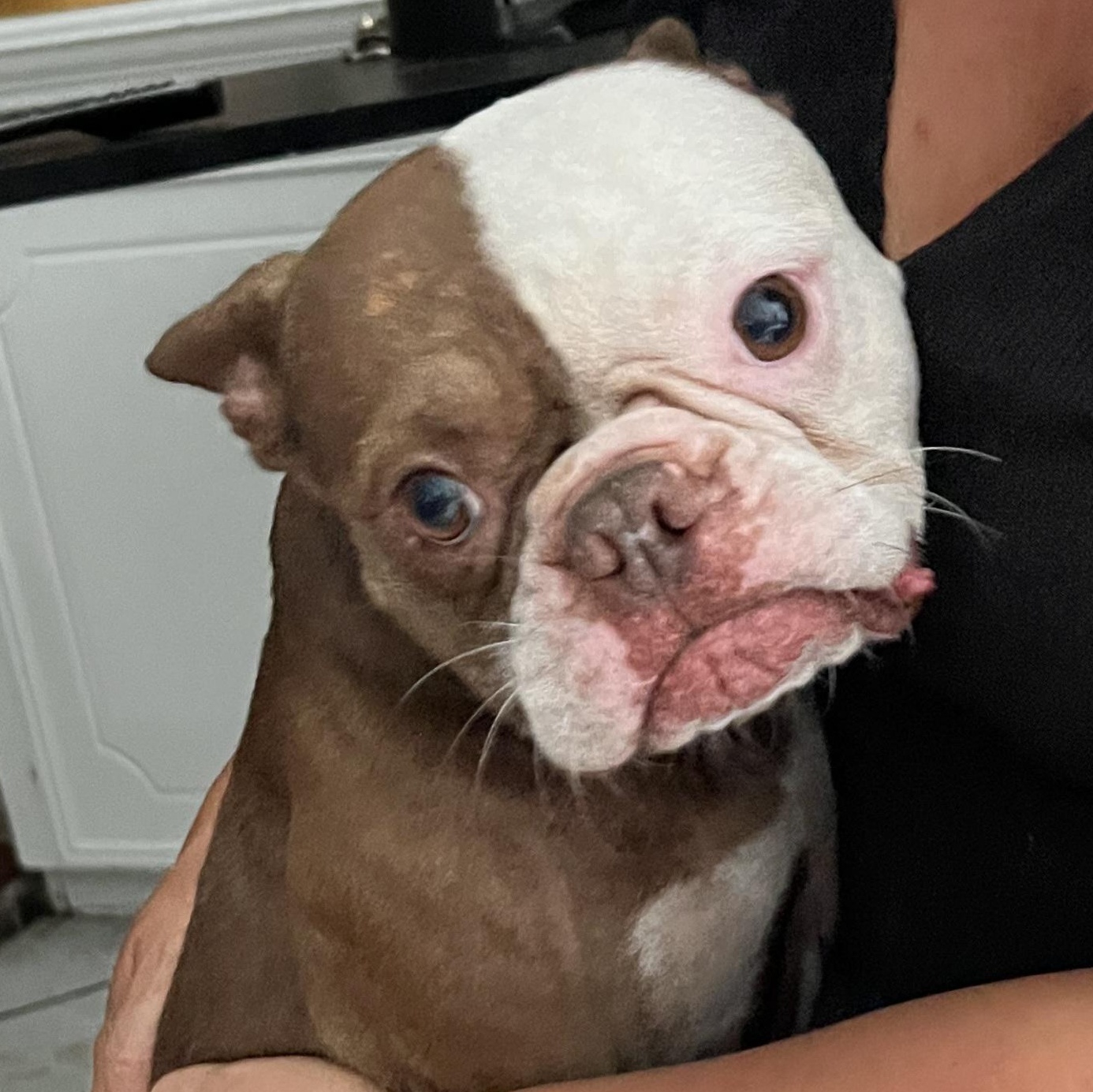 Chewy, Adopted, Young Male Boston Terrier & French Bulldog.
