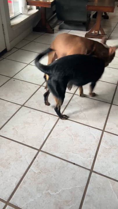 Enlarge Chewy, a Adopted mixed breed in Magnolia, TX video 2/4