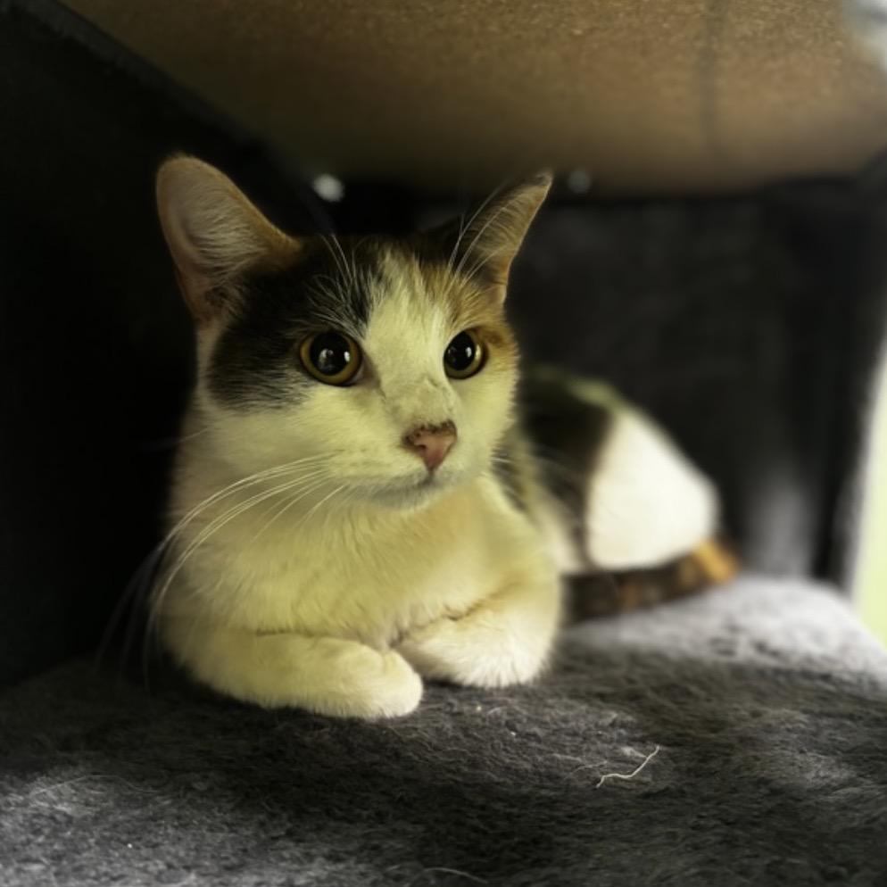 Clarissa, a Adoptable Domestic Short Hair in Shinnston, WV image 1/3