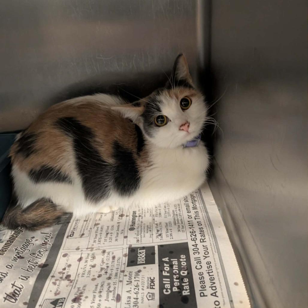 Clarissa, a Adoptable Domestic Short Hair in Shinnston, WV image 3/3