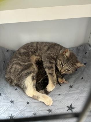 26-313 MJ, Adoptable, Adult Female Domestic Short Hair & Domestic Short Hair.