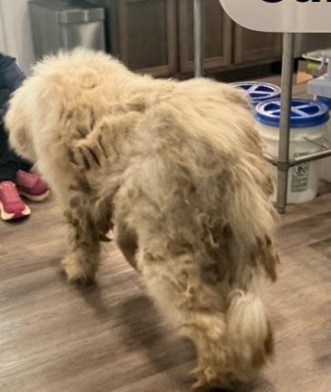 Samson, Adopted, Adult Male Great Pyrenees.