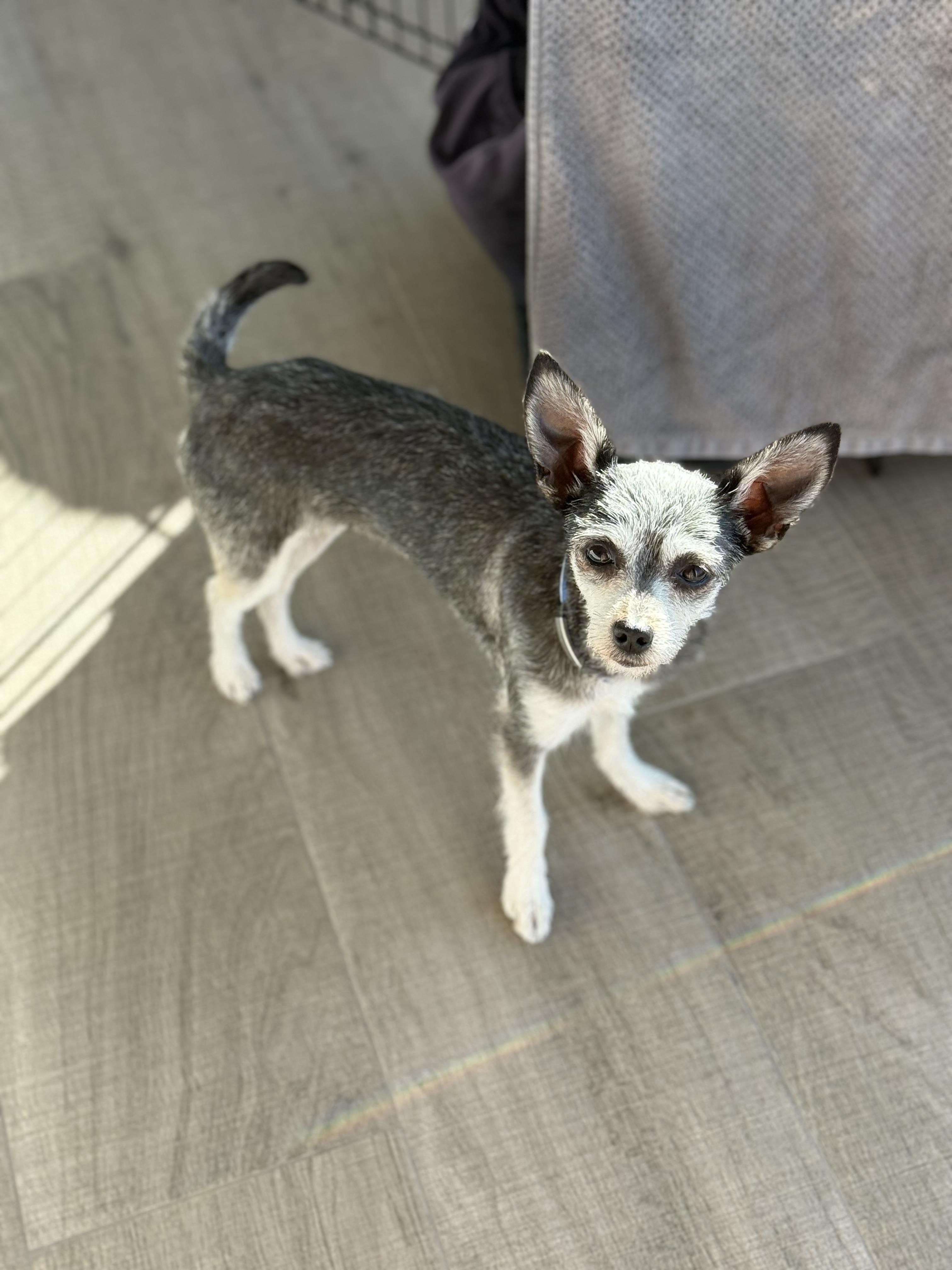 Enlarge ROCKY, a ADOPTABLE mixed breed in El Segundo, CA image 1/6