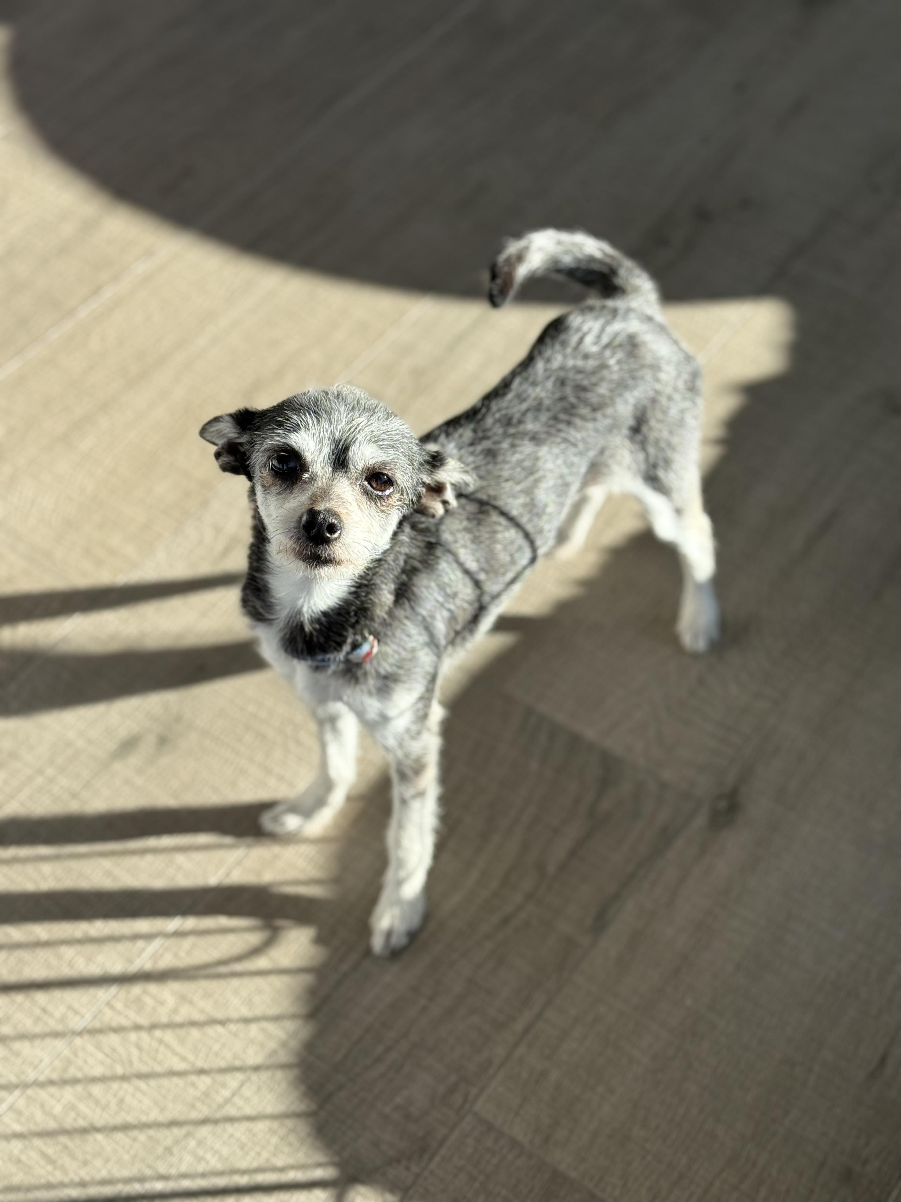 Enlarge ROCKY, a ADOPTABLE mixed breed in El Segundo, CA image 2/6