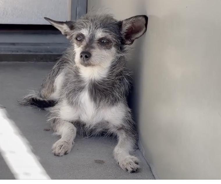 Enlarge BUG, a ADOPTABLE mixed breed in El Segundo, CA image 3/5