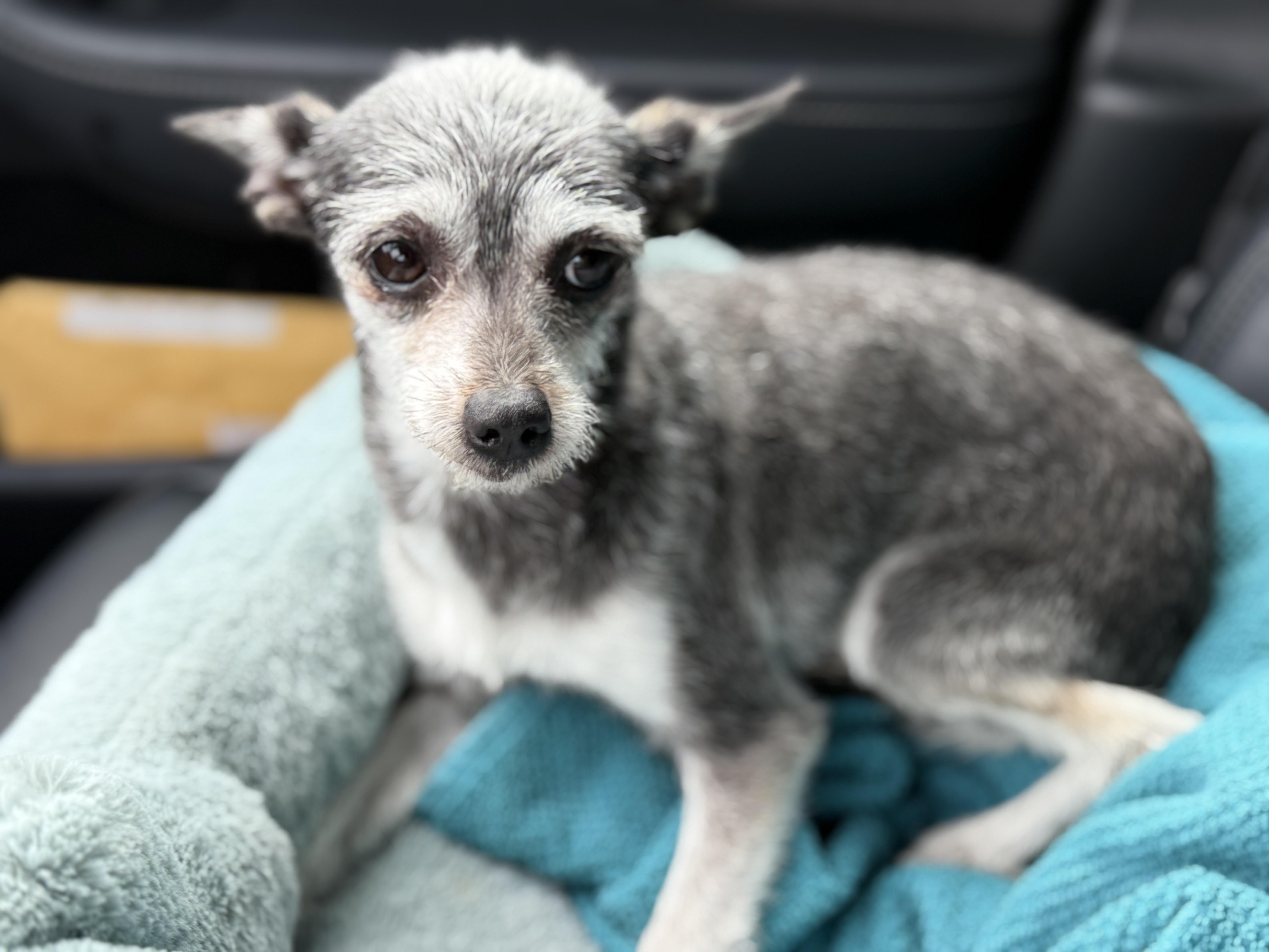 Enlarge BUG, a ADOPTABLE mixed breed in El Segundo, CA image 2/5