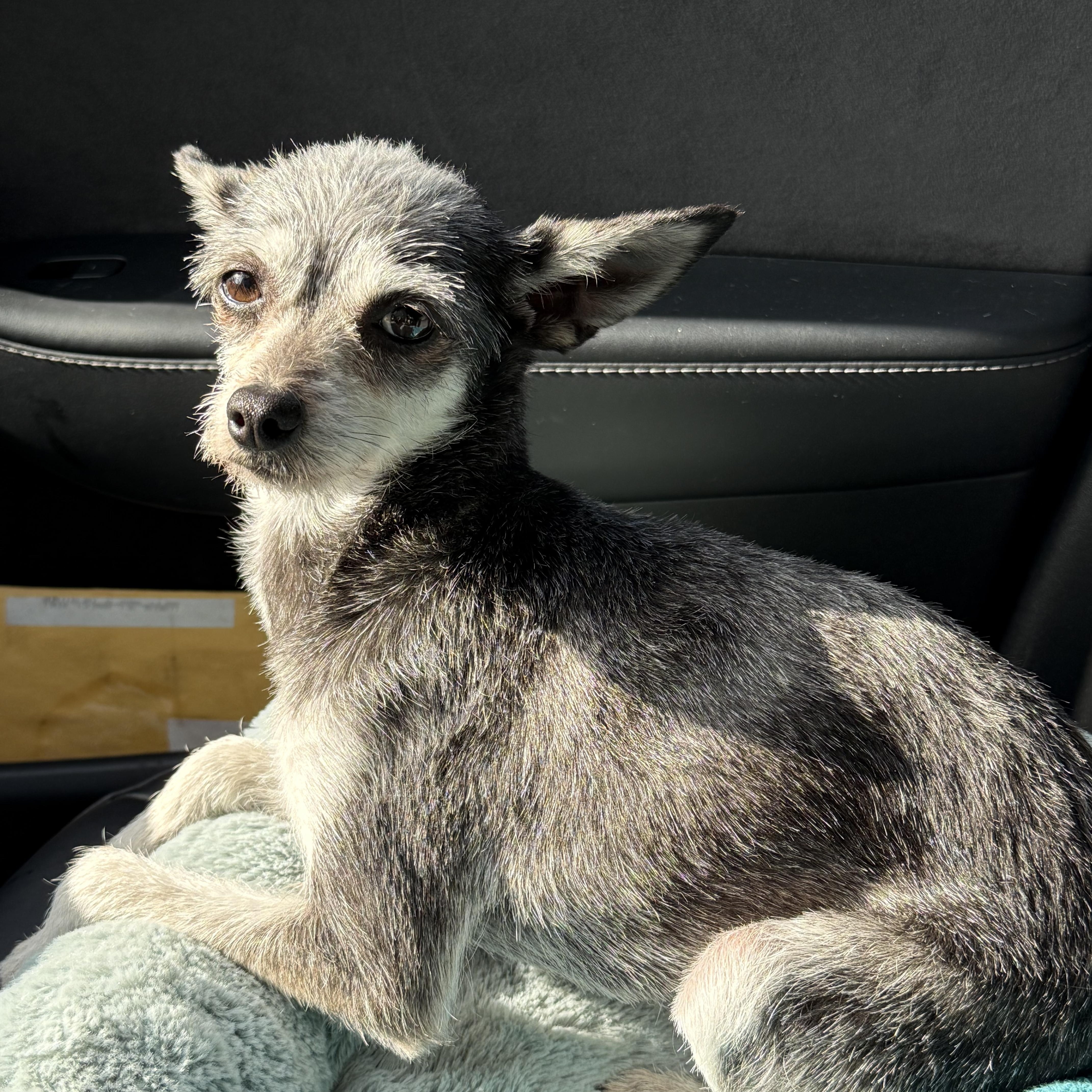 BUG, ADOPTABLE, Adult Female Chihuahua & Miniature Schnauzer.