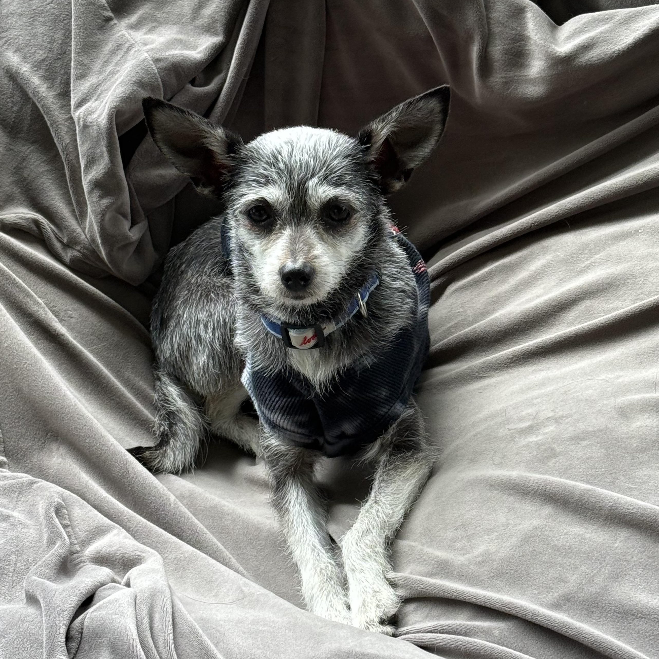 Enlarge ROCKY, a ADOPTABLE mixed breed in El Segundo, CA image 4/6
