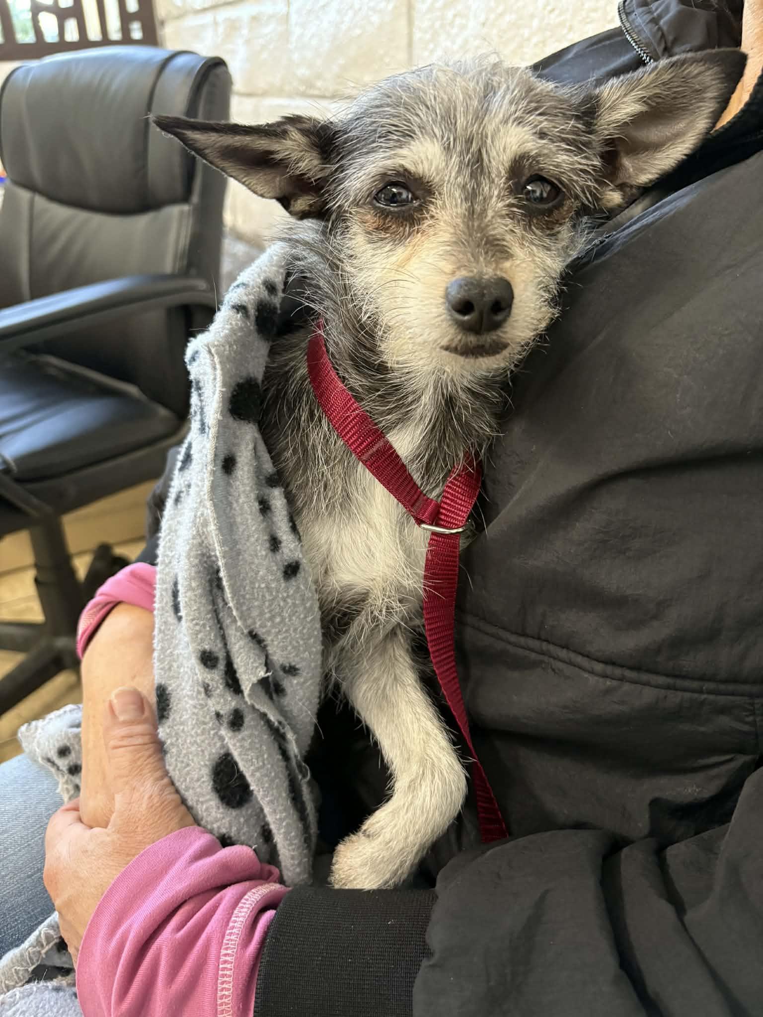 Enlarge BUG, a ADOPTABLE mixed breed in El Segundo, CA image 4/5