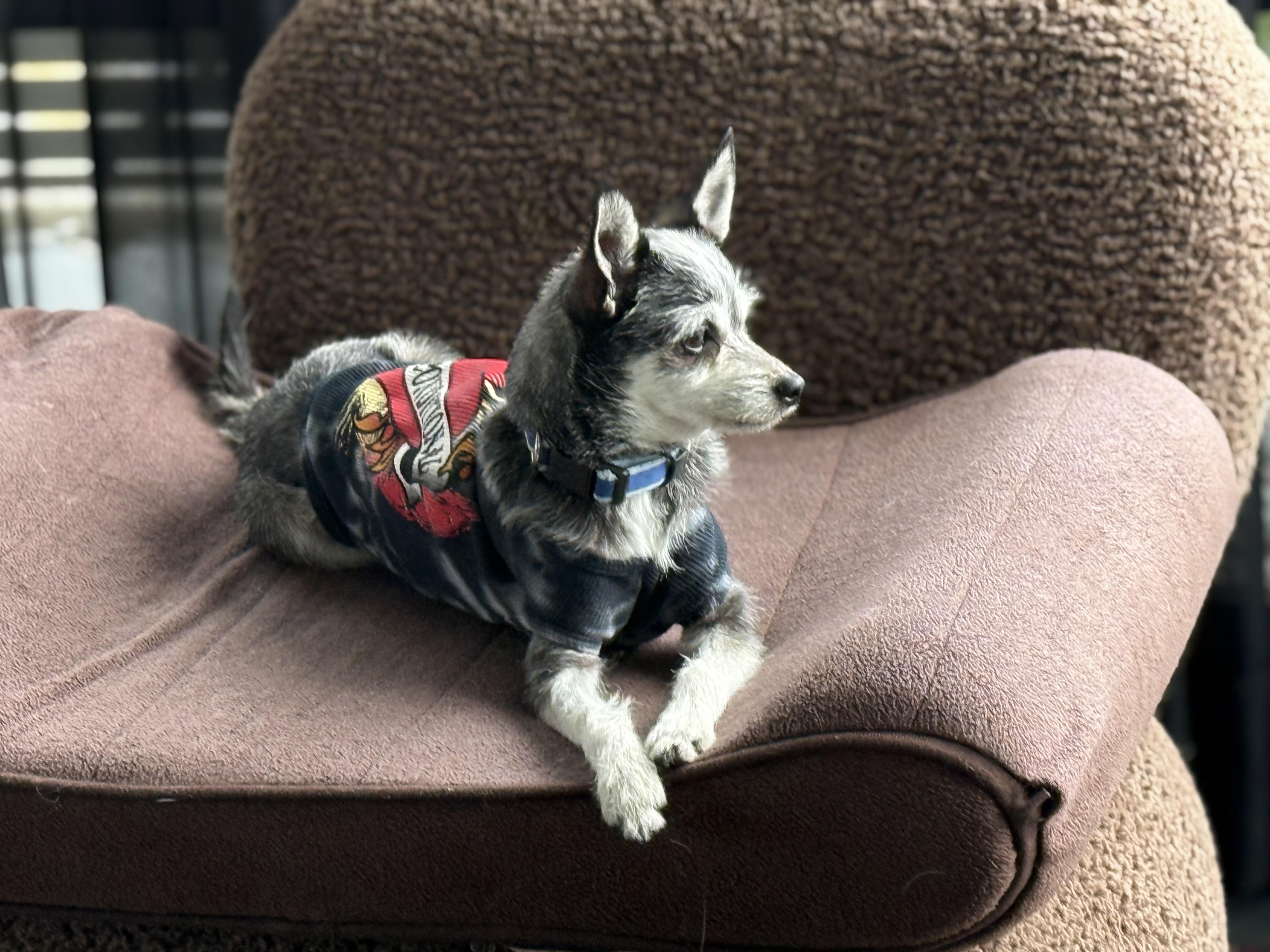 Enlarge ROCKY, a ADOPTABLE mixed breed in El Segundo, CA image 3/6