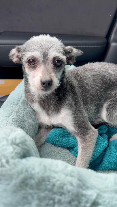 Enlarge BUG, a ADOPTABLE mixed breed in El Segundo, CA video 5/5