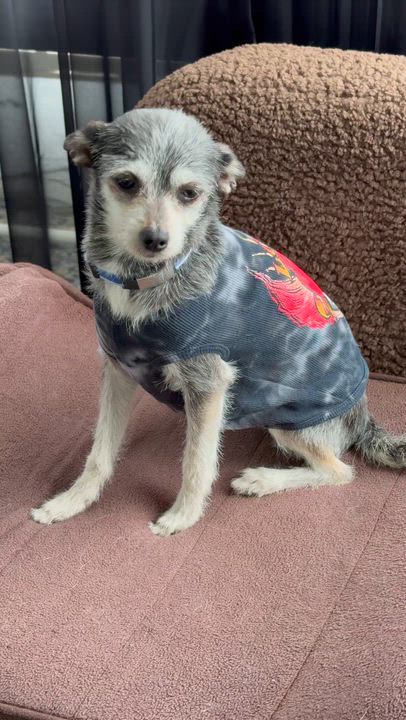 Enlarge ROCKY, a ADOPTABLE mixed breed in El Segundo, CA video 6/6