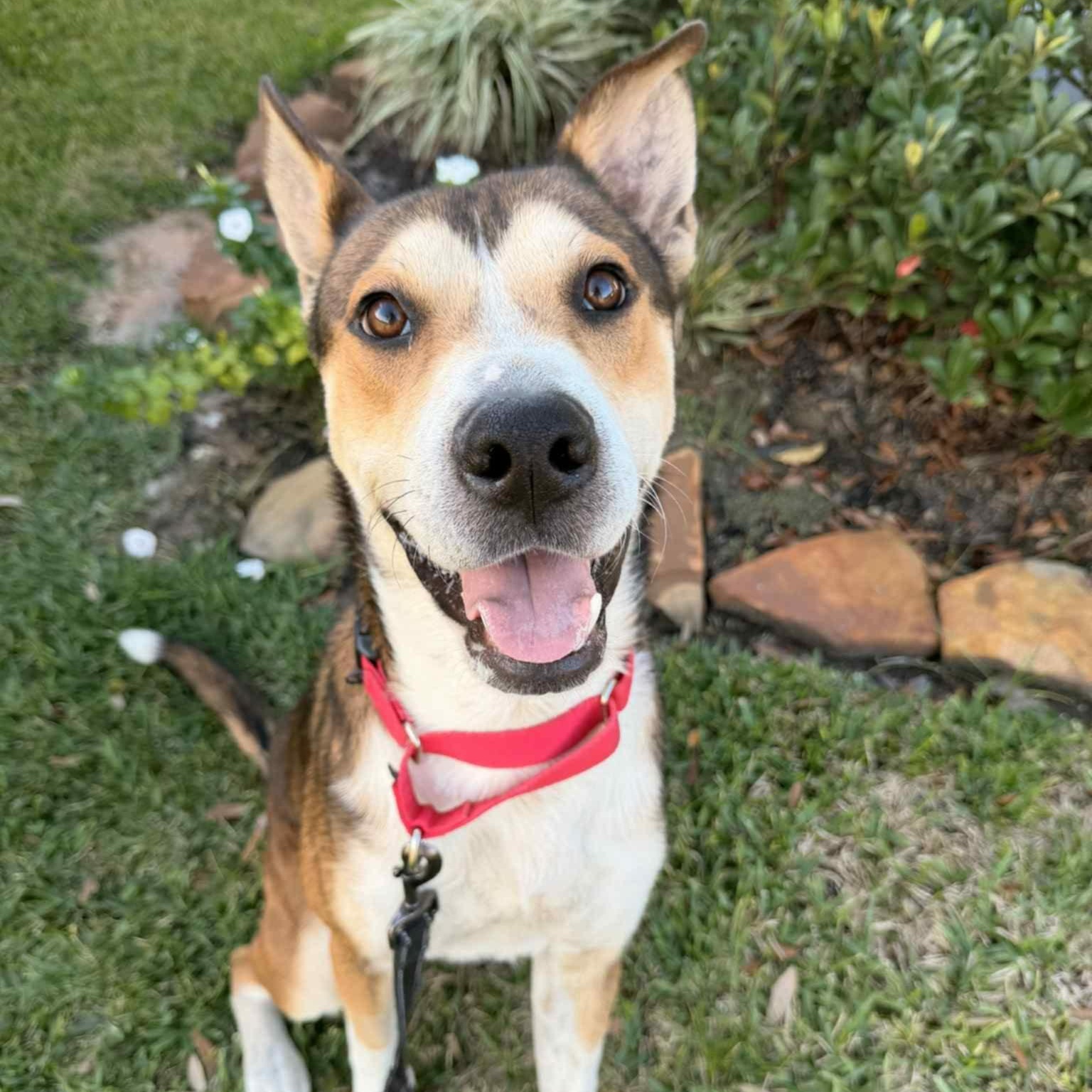 Tracker, Adoptable, Adult Male Shepherd.