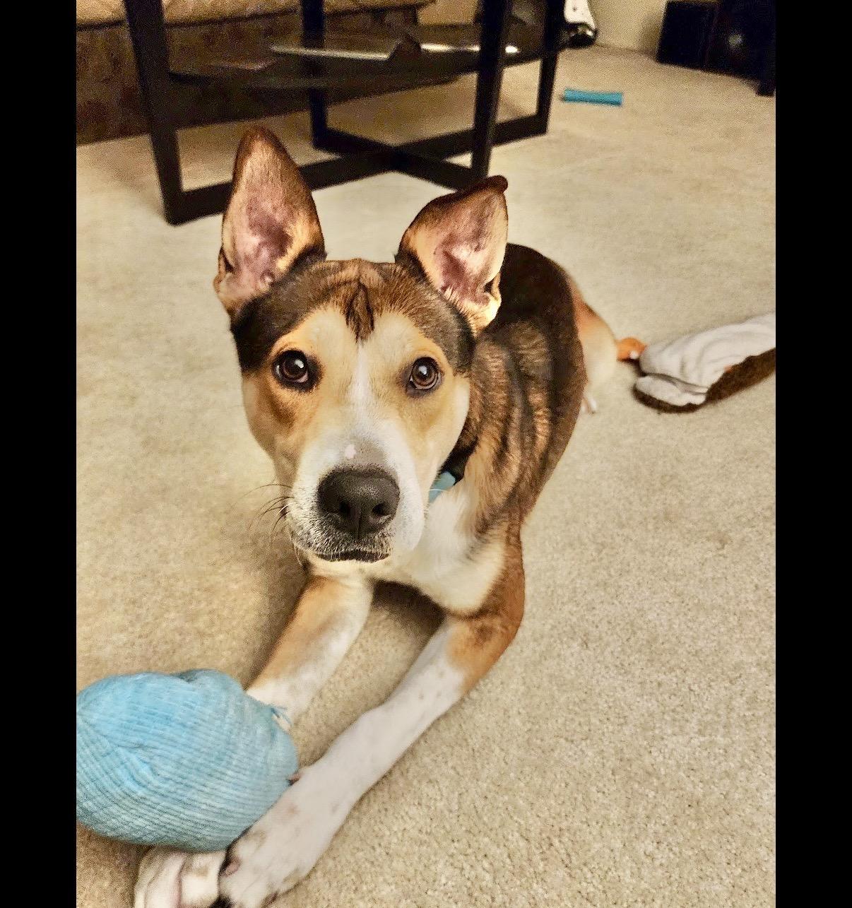 Enlarge Tracker, a Adoptable Shepherd in Gig Harbor , WA image 5/6