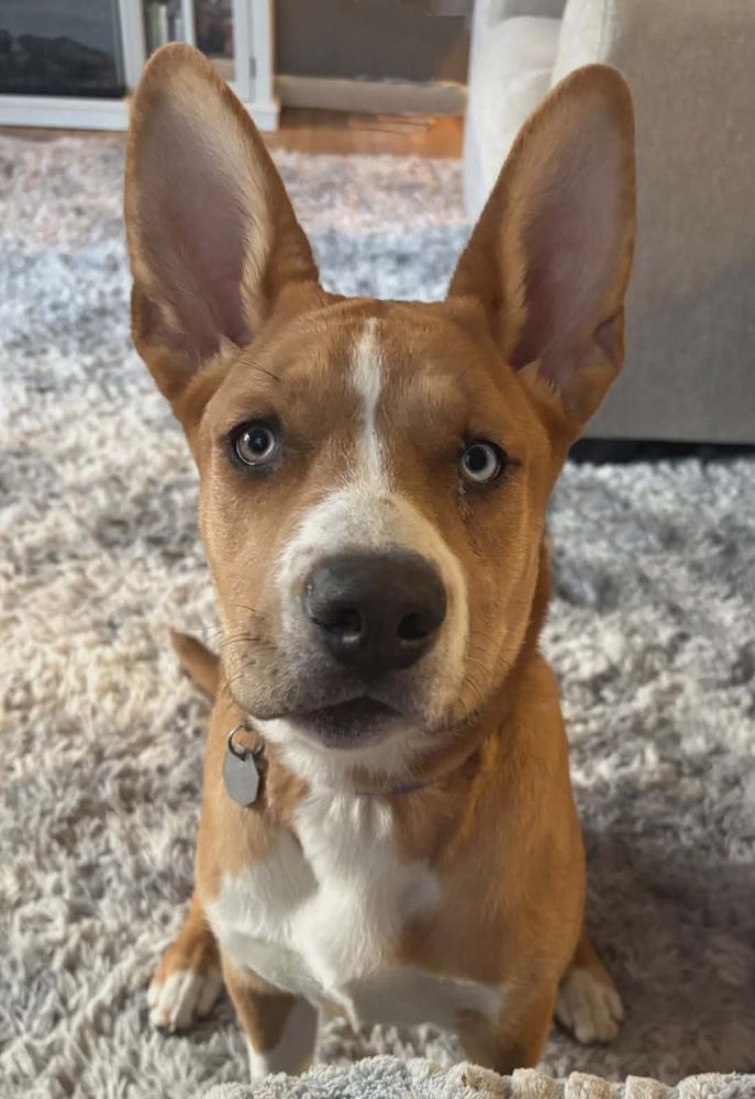 Sophia, Adoptable, Puppy Female Siberian Husky & Pit Bull Terrier.