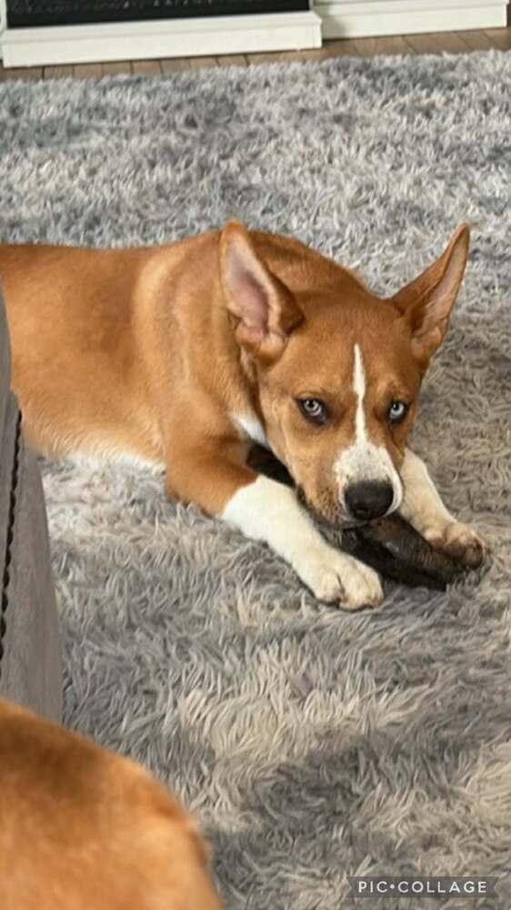 Enlarge Sophia, a Adoptable mixed breed in Lafayette, IN image 2/2