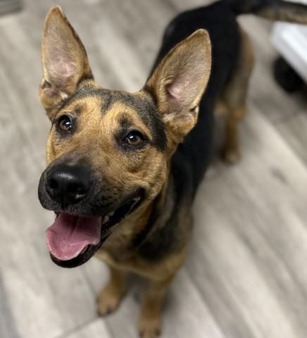 STAR, Adoptable, Young Female German Shepherd Dog & Mixed Breed.
