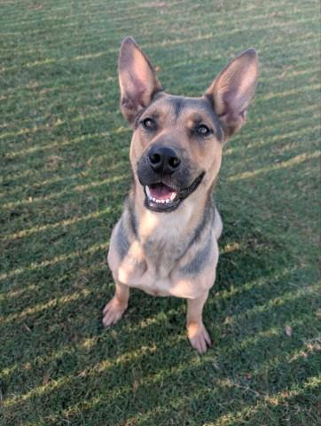 Enlarge STAR, a Adoptable mixed breed in Redlands, CA image 1/1