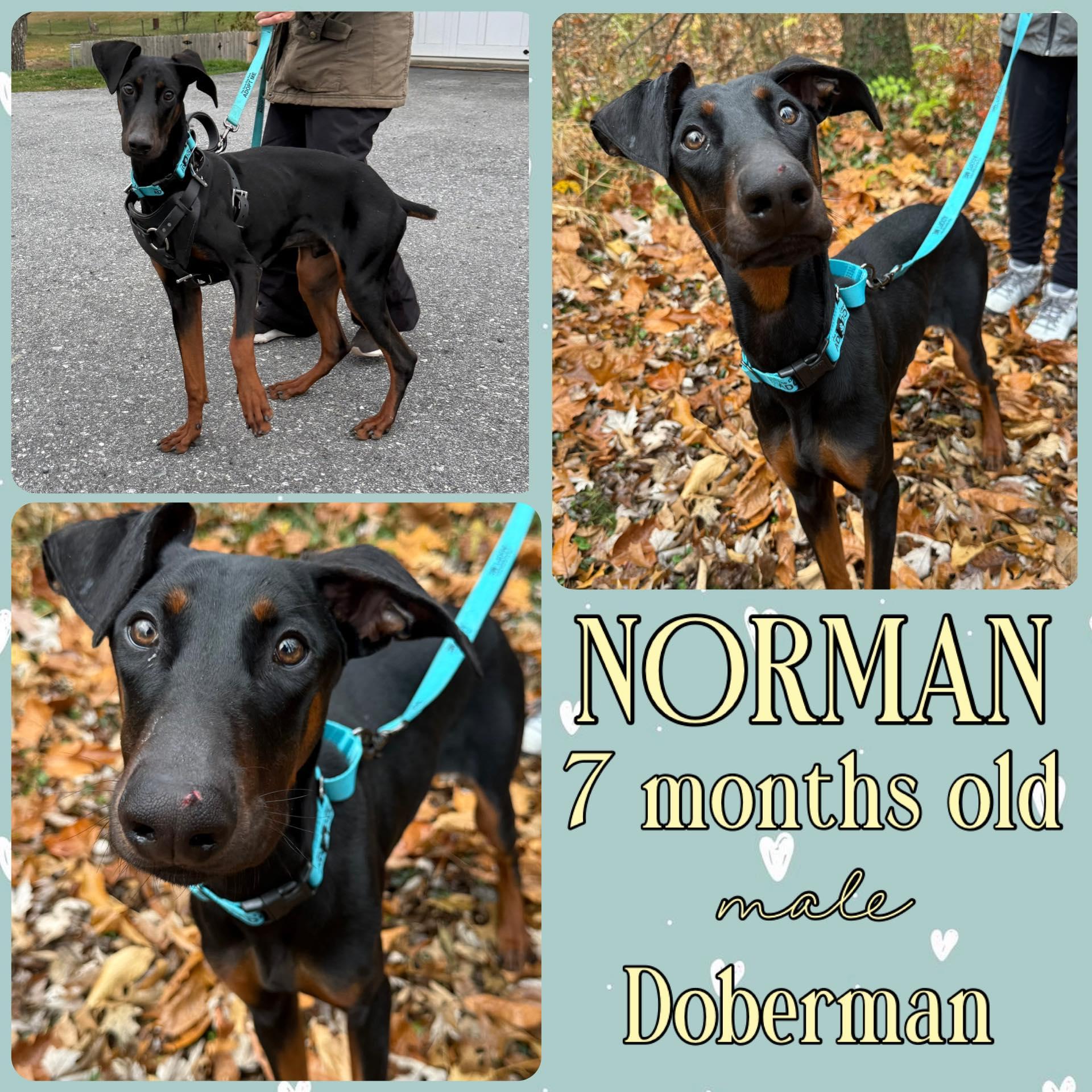 Enlarge Norman, a Adoptable Doberman Pinscher in Grantville, PA image 1/1