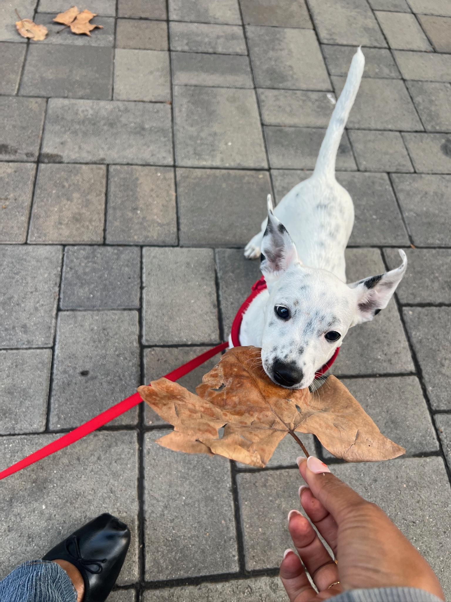 Enlarge Poppy, a Adopted mixed breed in santa monica, CA image 3/6